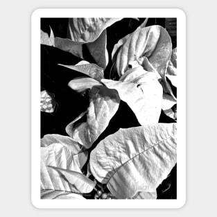 White Poinsettias in Black and White - Merry Christmas - Christmas Gift Sticker